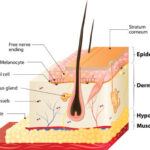 skin physiology