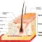 skin physiology