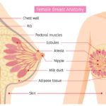 Breast Anatomy