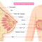 Breast Anatomy